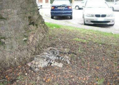 Il cadavere di un gattino, da giorni lì tra rifiuti e sporcizia