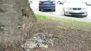 Il cadavere di un gattino, da giorni lì tra rifiuti e sporcizia