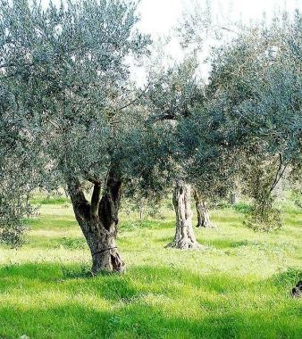 <b>OLIVI. </b>Sul monte Amiata a Seggiano   