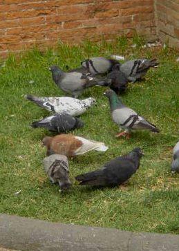<b>SGRADITI. </b>Un piccione   