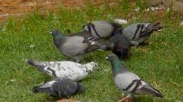 <b>SGRADITI. </b>Un piccione