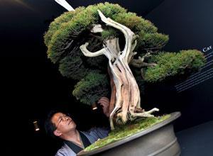 Una scuola di bonsai creativo nel Borgo dei Lunardi a Cerreto