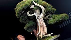 Una scuola di bonsai creativo nel Borgo dei Lunardi a Cerreto