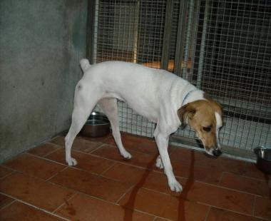 Canina all'Hermada si rifiuta di mangiare