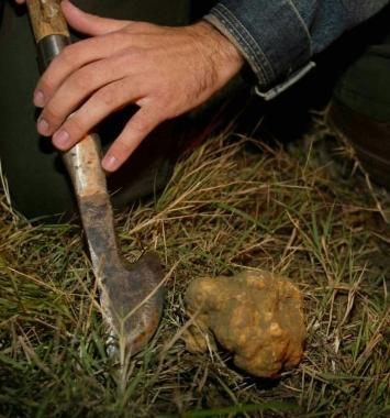 Un tartufo appena scoperto ed estratto (Foto darchivio) 