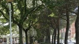 La pista ciclabile nel viale Galilei