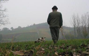 Sette multe a cercatori di tartufi 