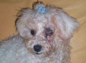 Picchiato e gettato in un cassonetto il cagnolino rubato dal circolo