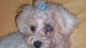 Picchiato e gettato in un cassonetto il cagnolino rubato dal circolo
