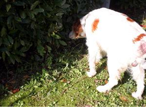 Cani avvelenati, processo ai due sospettati