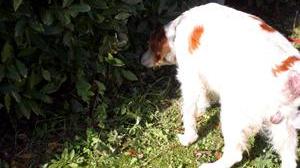 Cani avvelenati, processo ai due sospettati