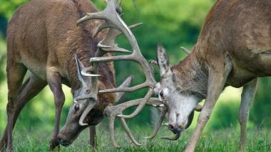 Tutti i segreti di Bambi nell'ultimo libro di Mazzarone