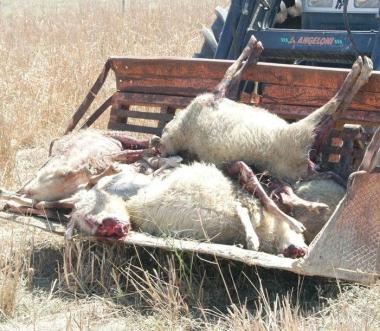 <b>CARCASSE </b>Dopo lennesimo attacco alle greggi sull Amiata 