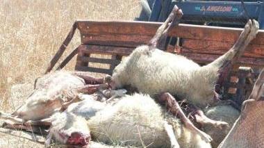 <b>CARCASSE </b>Dopo l’ennesimo attacco alle greggi sull’ Amiata