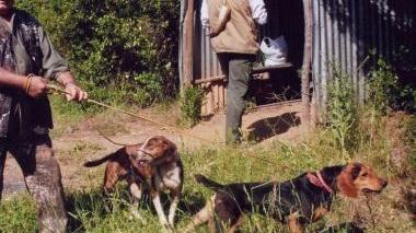 Cani da caccia, allarme furti