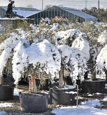 Piante in vaso cariche di neve  