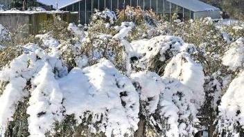 Piante in vaso cariche di neve