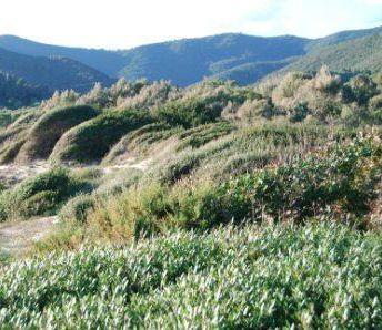 La zona delle dune di Lacona che sar&agrave; acquistata dal Parco per un milione e 700mila euro 
