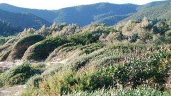 La zona delle dune di Lacona che sarà acquistata dal Parco per un milione e 700mila euro