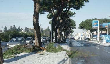 Rami spezzati in via Firenze 