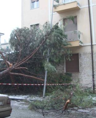 Il pino caduto venerd&igrave; in via Badaloni 