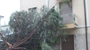 Il pino caduto venerdì in via Badaloni