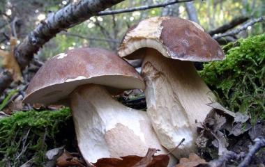 Nuove regole per i funghi 