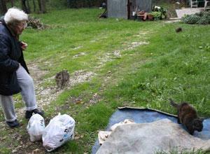 Gelo: gattile isolato rischia di morire di fame la colonia di 96 mici