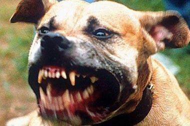 <b>AGGRESSIONE </b>Il pitbull &egrave; entrato in una casa di Montelaterone   