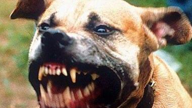 <b>AGGRESSIONE </b>Il pitbull è entrato in una casa di Montelaterone