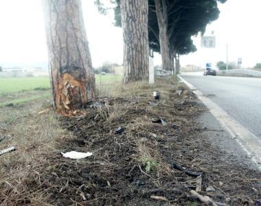 Il pino contro cui &egrave; andato a schiantarsi il ragazzo 