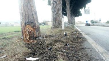Il pino contro cui è andato a schiantarsi il ragazzo