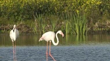 Il Parco naturale rinnova il sito web con sezione video