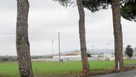 I pini sull’Aurelia a Camp Darby