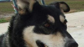 SOS ANIMALI