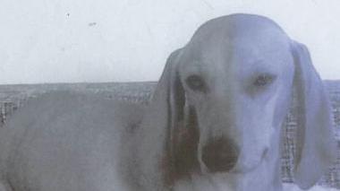 <b>OLIVIA.</b> La cagnolina è scappata ed è caduta nei fossi ma un giovane l’ha salvata