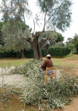 Una selezione a livello regionale per i migliori olii extravergine
