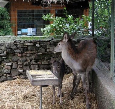 Animali curati nel Centro di scienze naturali 