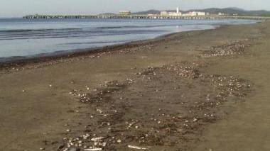<b>STRAGE. </b>Di arselle e pesci. Spiaggia invasa per km