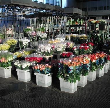 Selezione di fiori allinterno del Comicent     