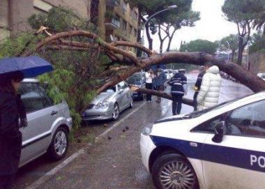 Un albero caduto su unauto        