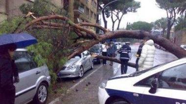 Un albero caduto su un’auto