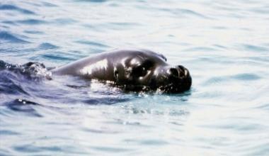 Una foca monaca all'Elba, ma è subito polemica