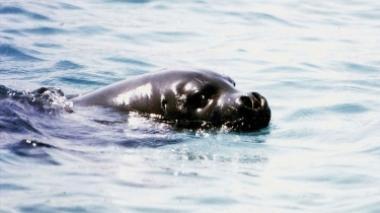 Una foca monaca all'Elba, ma è subito polemica
