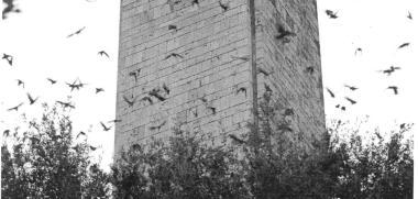 Gli storni non rovinano i nostri oliveti