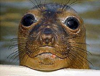 Un esemplare di foca monaca 
