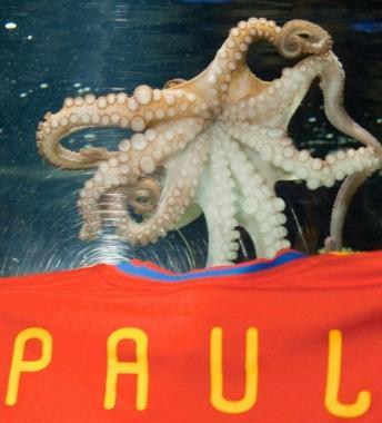 Il polpo Paul 