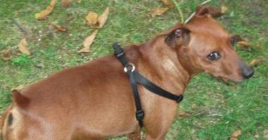SMARRITO A STIAVA UN CANE PINCHER