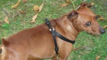 SMARRITO A STIAVA UN CANE PINCHER