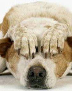 <b>PAURA </b>I botti di Capodanno terrorizzano gli animali domestici   